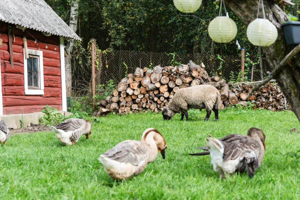 Ürituste fotograaf Mailis Vahenurm pildistas foto sündmuselt Sibulatee puhvetite päev.