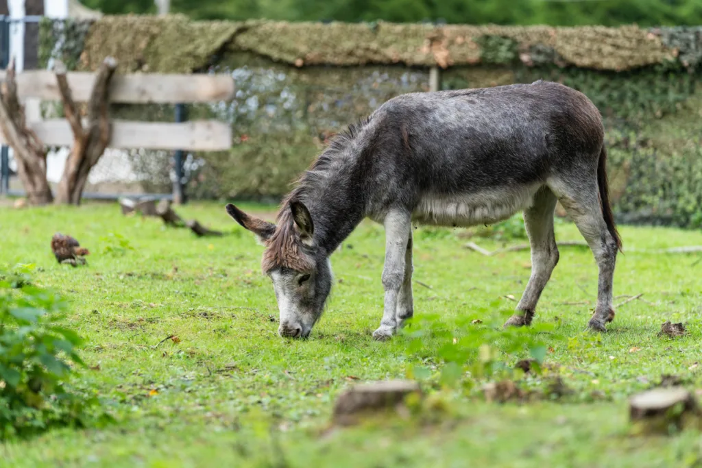 Ürituste fotograaf Mailis Vahenurm pildistas foto sündmuselt Sibulatee puhvetite päev.