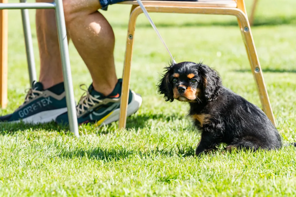 Ürituste fotograaf Mailis Vahenurm pildistas foto sündmuselt Sibulatee puhvetite päev.