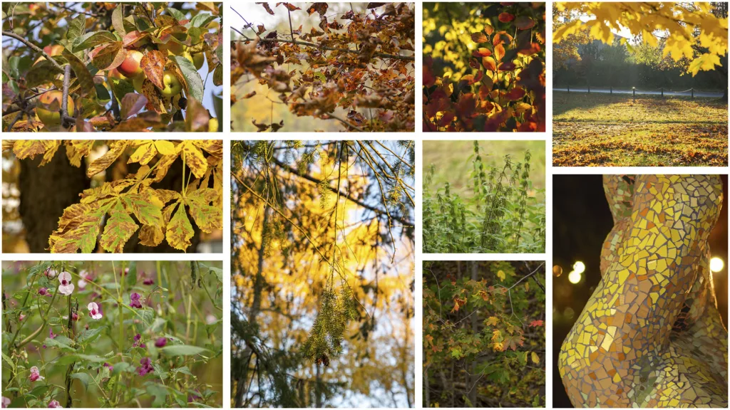 Fotograafi Mailis Vahenurm tehtud fotokollaaž